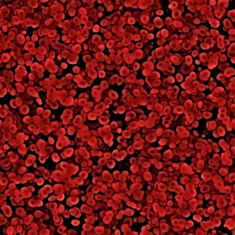 Red Blood Cells Under Microscope 1000x - Micropedia 651