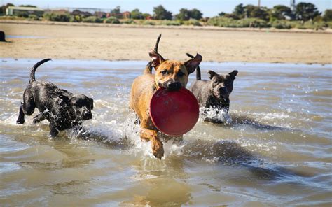 Laughter at Dog Inventing New Method to Play Frisbee: 'The Best Way ...