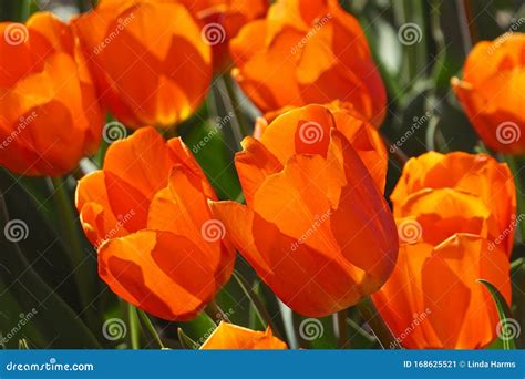 Red and Orange Tulips in Bright Sunlight Stock Image - Image of bloom ...