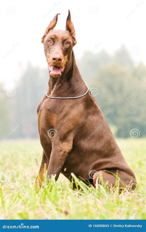 Sitting Brown Doberman Pinscher Stock Photos - Image: 16000843