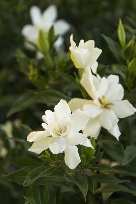 Frostproof Gardenia | Gardenia plant, Deer resistant shrubs, Fragrant flowers