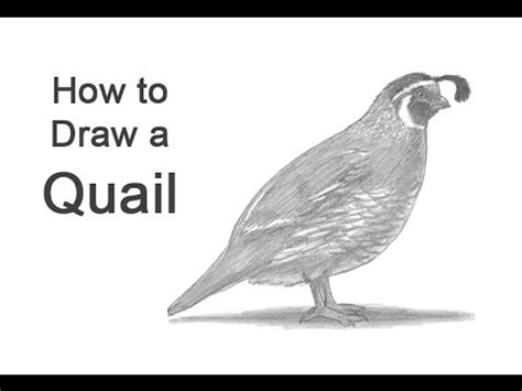 How to Draw a Quail - YouTube