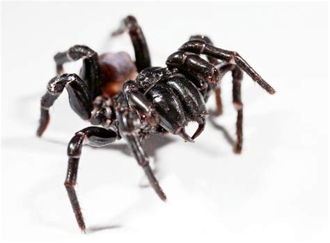 Sydney Funnel Web Spider | Planet Deadly Facts