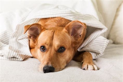 All About Dog Depression | Great Pet Care