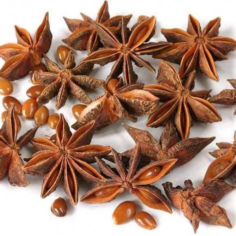 Chinese Star Anise Seeds (Illicium verum) - Plants and Flowers