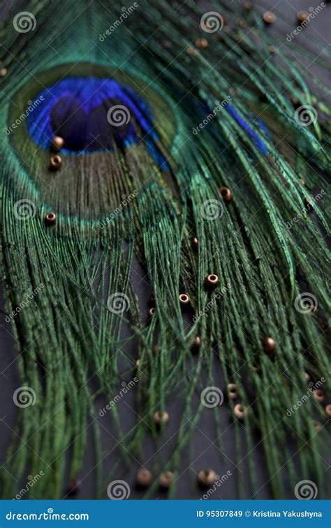 Exotic feathers stock image. Image of natural, abstract - 95307849