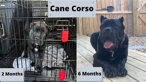 CANE CORSO GROWTH FROM 2 MONTHS TO 6 MONTHS - YouTube