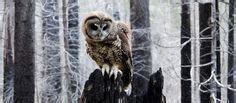 How do you study an animal that makes its home high above the ground ...