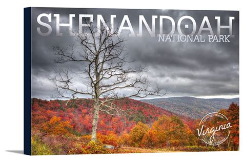 Shenandoah National Park, Virginia - Fall Colors & Tree - Lantern Press Photography (18x12 ...