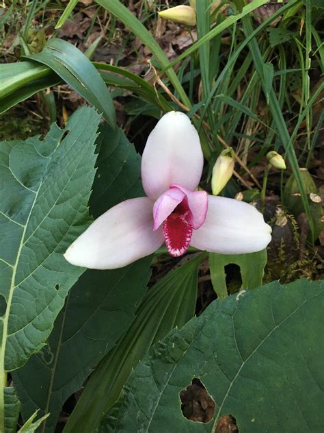 Monja Blanca Orchid growing on our property. Guatemala : r/orchids