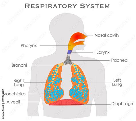 Human Respiratory System Diagram For Kids