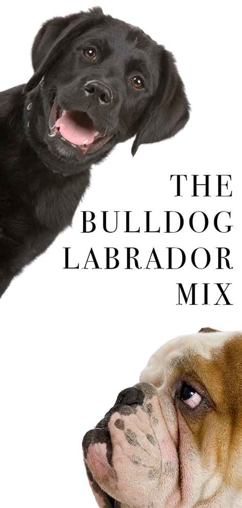 Bulldog Lab Mix - A Complete Guide To The Bullador Dog