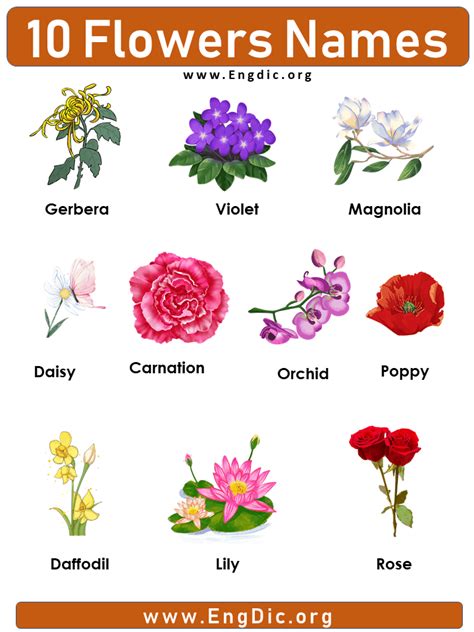 10 Flowers Name with Pictures, Definition, & Examples - EngDic