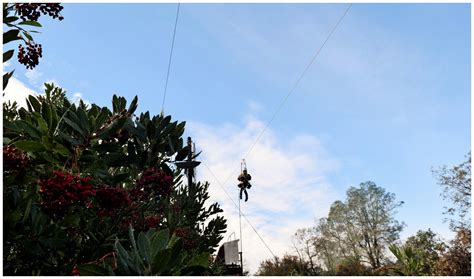 Tree Top Adventure: Zipline - Homegrown Adventures