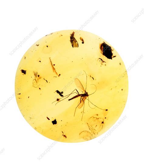 Mosquito in amber - Stock Image - F001/0447 - Science Photo Library