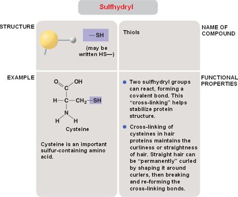 sulfhydryl.html 04_10eChemicalGroups-L.jpg