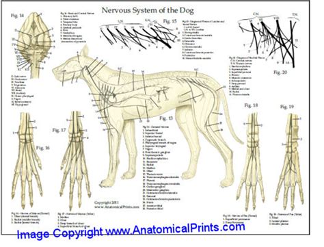 Dog Skeleton/Nervous System Chart - Clinical Charts and Supplies