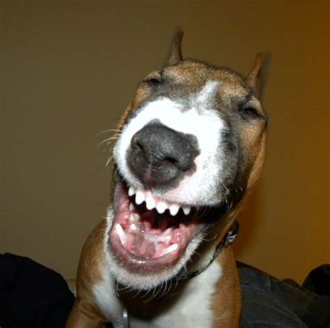 Laughing Dog @ Imgzzz | Joy & laughter | Pinterest