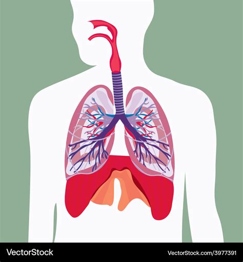 Anatomy Of The Lungs And Respiratory System