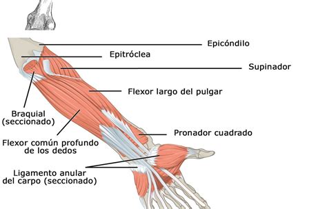 Los 9 músculos del brazo (clasificados y explicados)