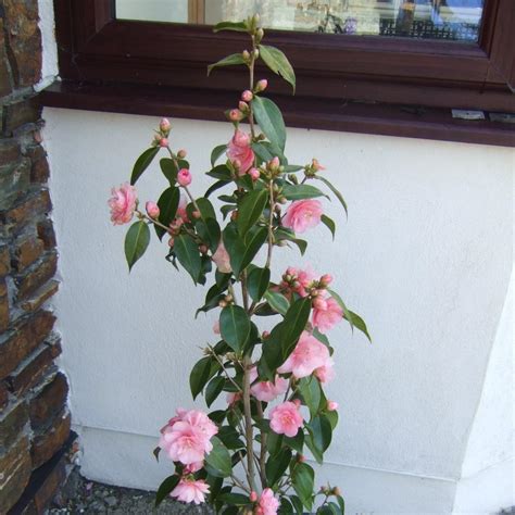 Camellia x williamsii 'Spring Festival', Camellia 'Spring Festival' in GardenTags plant encyclopedia