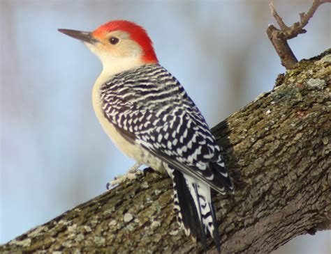 Gardening for Wildlife: Red-bellied Woodpecker