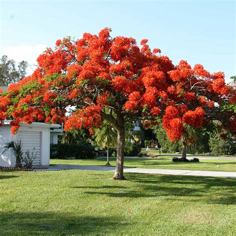 Royal Poinciana Trees for Sale | FastGrowingTrees.com