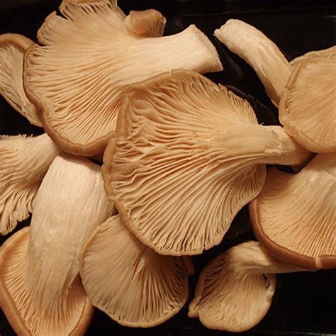 What Are The Different Types Of Edible Mushrooms and How Do You Use Them? | HubPages