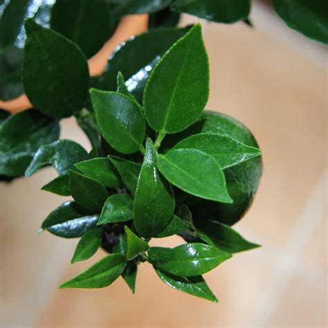 Chinotto Tree Gift | Send a Unique Campari Tree | Citrus Myrtifolia ...