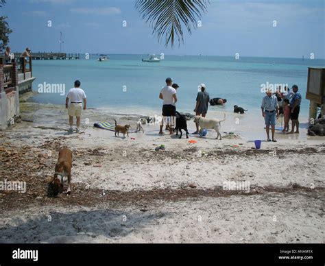 Dog Beach in Florida Key West Stock Photo - Alamy