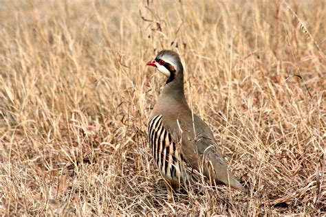 Chukar Bird In Grass Free Stock Photo - Public Domain Pictures