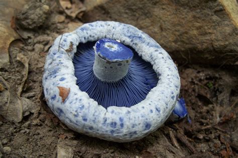 Species of the Week: Lactarius indigo | One Earth