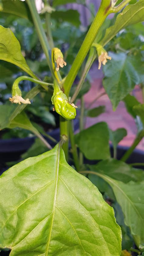 My first ghost fruit has popped out : r/HotPeppers