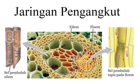 Gambar Jaringan Pengangkut Pada Tumbuhan Bonus - Riset