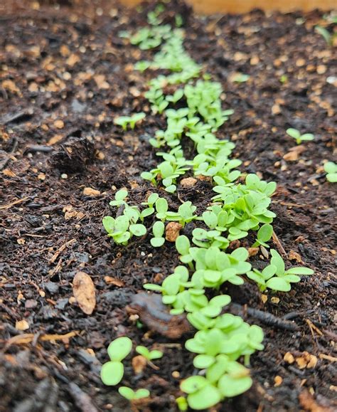 Lettuce: How to grow from seed to harvest - DBS Farm Wilson