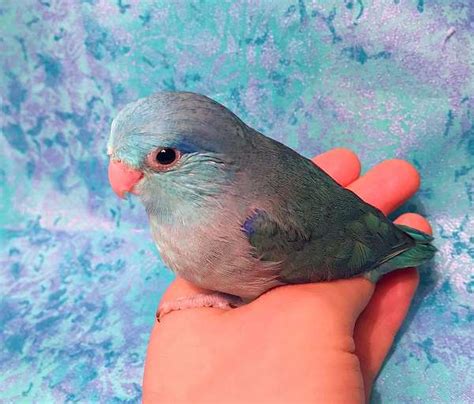 Hand Fed Blue Male Pacific Parrotlet Ready for New Home!