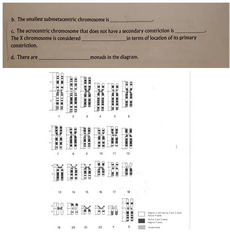 Solved b. The smallest submetacentric chromosome is c. The | Chegg.com