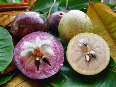 Health Benefits of Star Apple fruit - VegetaFruit