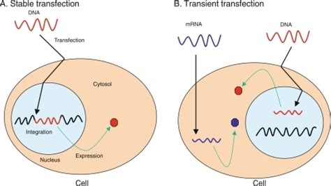 Schematic diagrams of two different transfections. (a) | Open-i