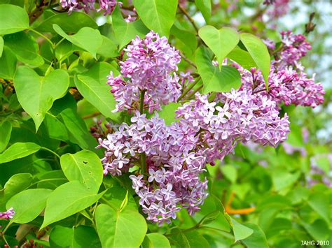 Syringa ‘Katherine Havemeyer’ | Name That Plant