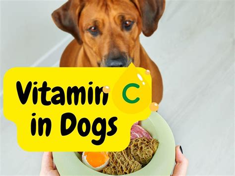 Vitamin C Benefits for Dogs