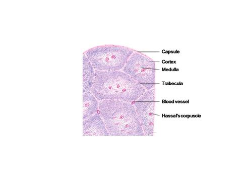 HISTOLOGY DIAGRAMS: General histology - specific points