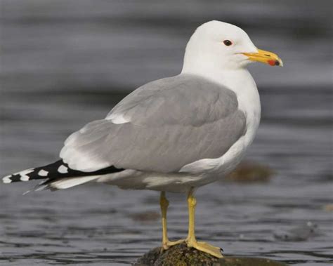 California Gull | Audubon Field Guide | Bird life list, Gull, Bird