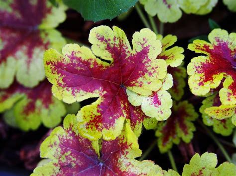 Growing Red Foliage Plants – Learn About Plants With Red Leaves