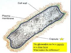 #3b Functional Anatomy of Prokaryotic continued... flashcards | Quizlet