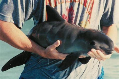 US Navy dolphins set to begin desperate bid to save the tiny vaquita ...