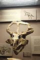 Category:Ceratopsidae fossils - Wikimedia Commons