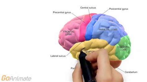 Central Nervous System Diagram Anatomy : The Central Nervous System ...