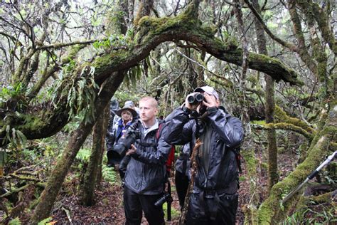 Birding on Maui – Maui Forest Bird Recovery Project