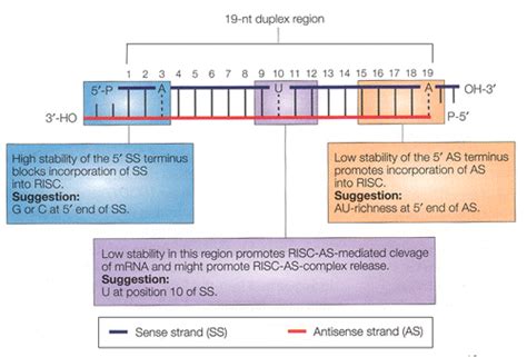 Custom RNAi Design / siRNA Design Algorithm